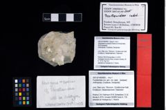 NHMW-GEO-2007z0149-0405_Ol_02.tifVibrissalana jurassica (Robins & Klompmaker, 2019)  (NHMW-GEO-2007z0149-0405)